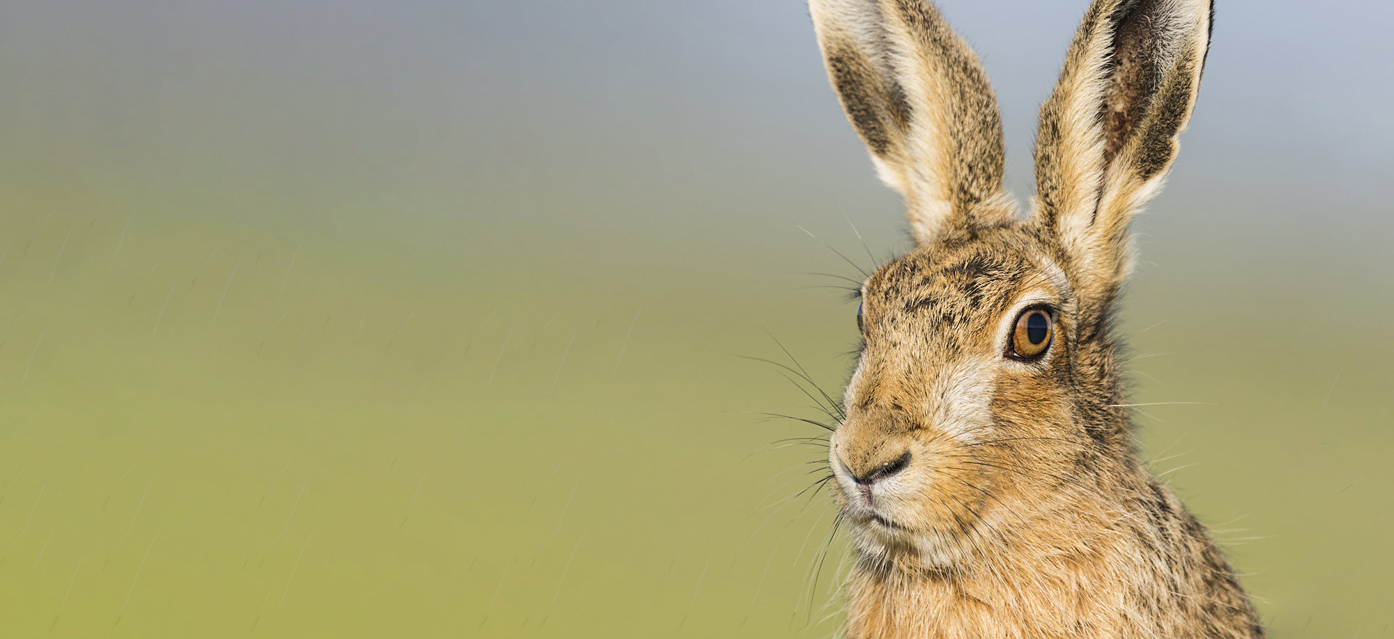 Where is the Mad March Hare?