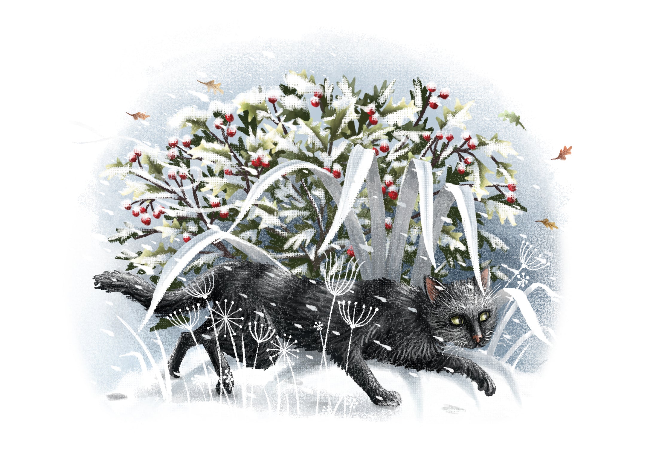 Cheeky Black Cat tip toes through the deep snow!